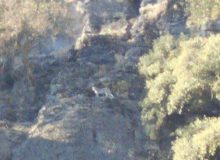 مشاهده سومین پلنگ ایرانی در«سفید کوه» خرم آباد